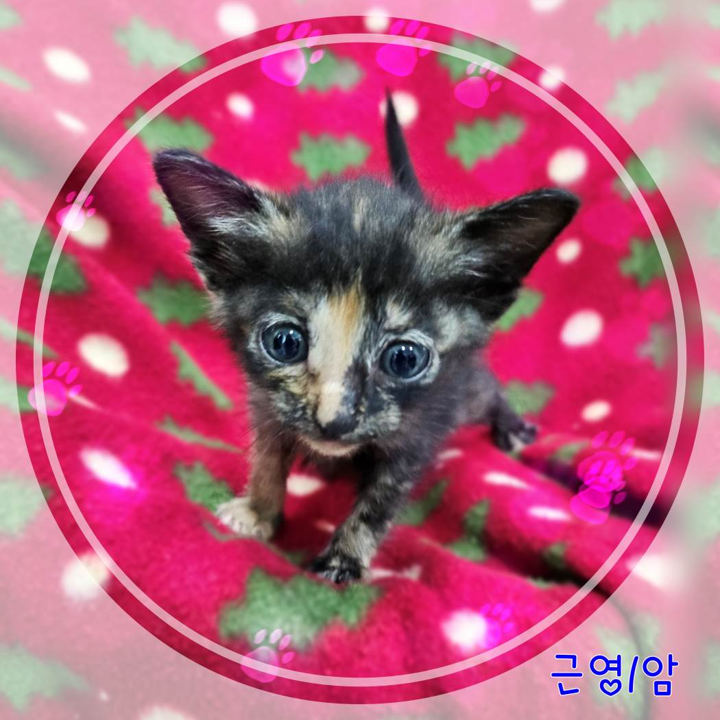 보호중 믹스묘의 가…