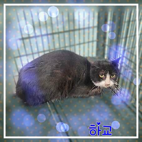 군산유기동물보호센터_445467202301899