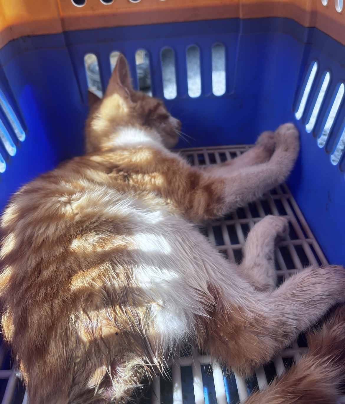 종료(자연사) 한국…