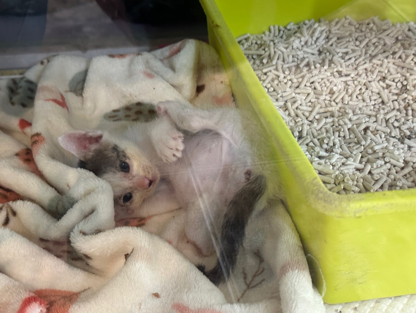 대한동물사랑협회_446482202300848