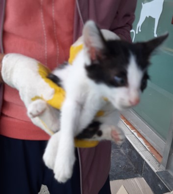 보호중 한국 고양이…