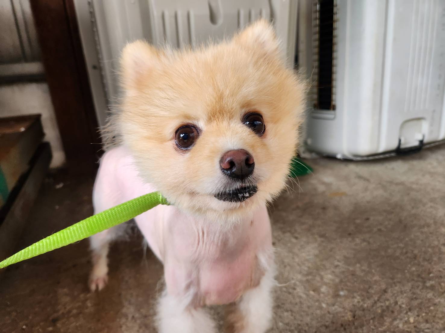 한국야생동물보호협회_441393202301825