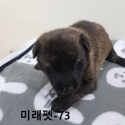 미래펫동물병원_431370202300954