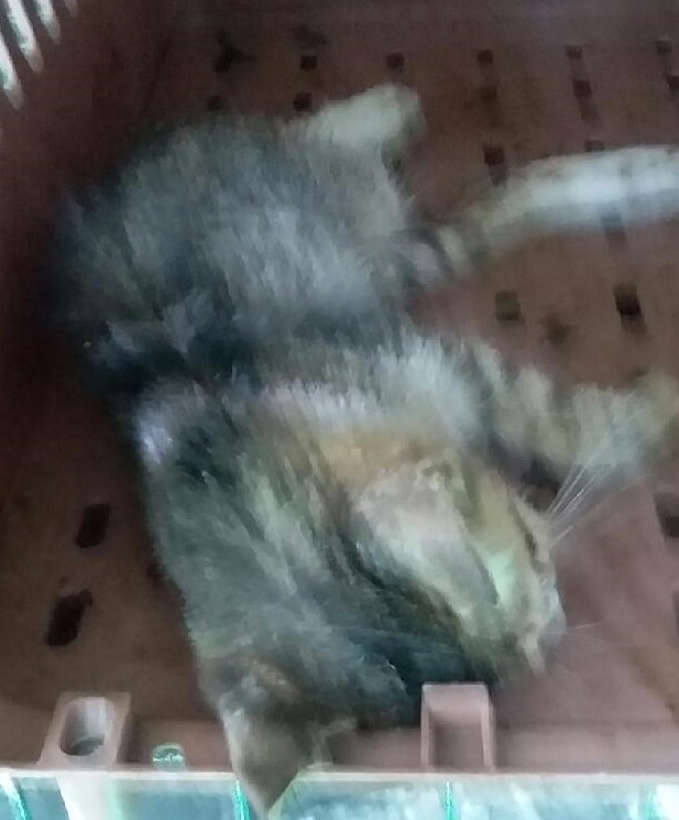 대구유기동물보호협회_427345202300691