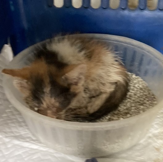 울산유기동물보호센터_431372202300510