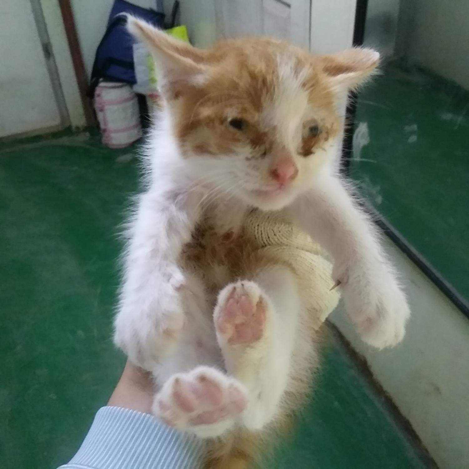 인천수의사회유기동물_428358202300219