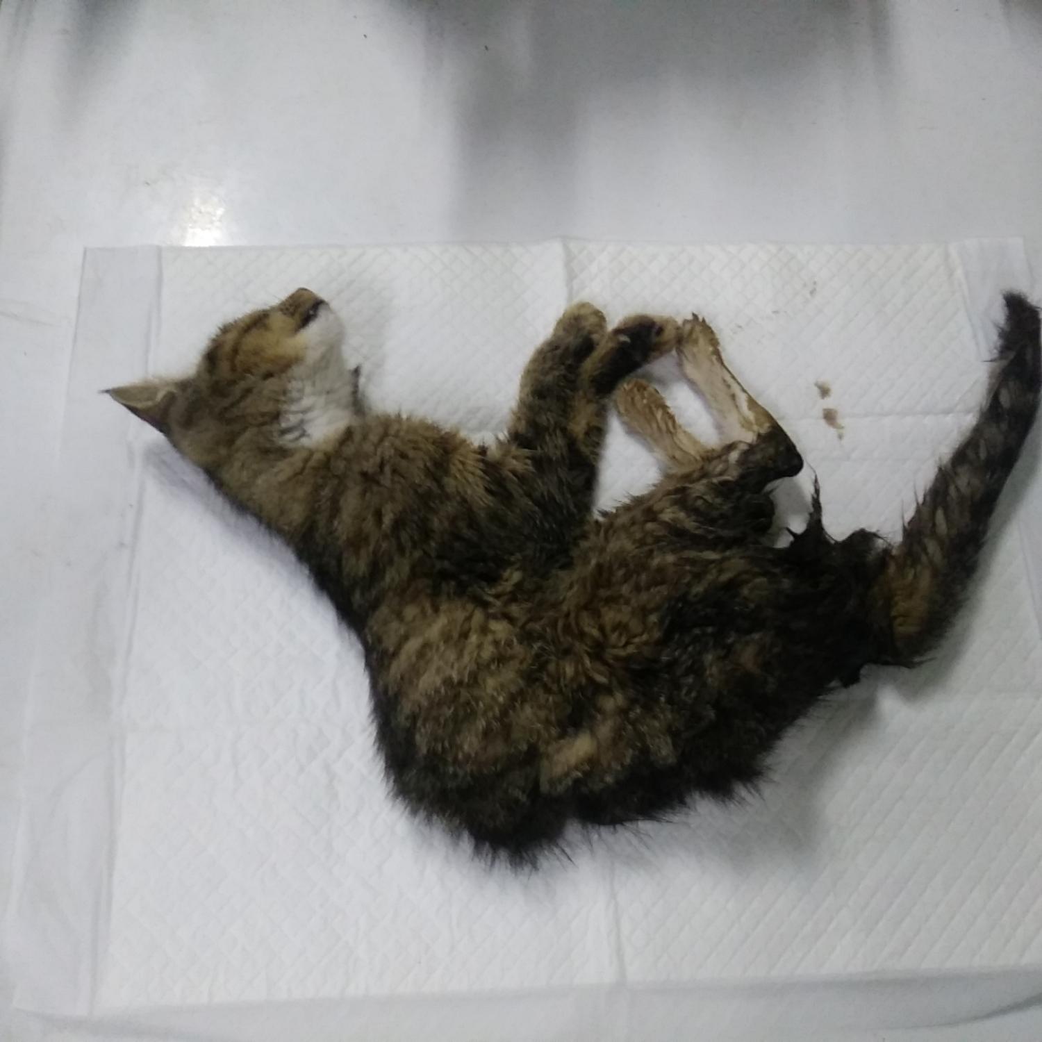 종료(자연사) 한국…