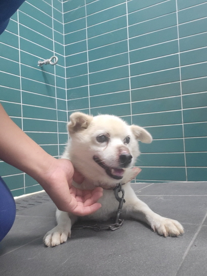 춘천시 동물보호센터_442418202300898
