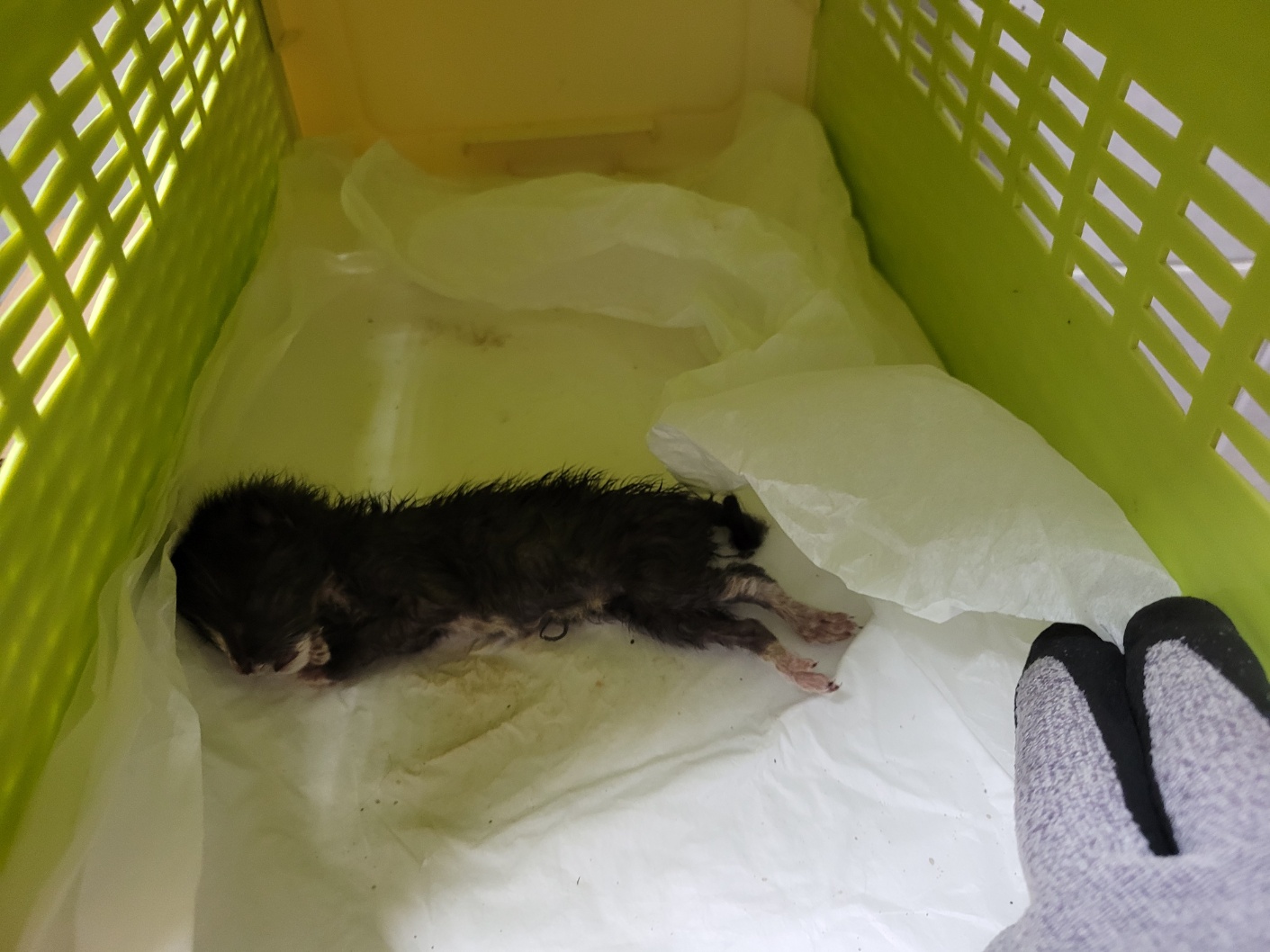 보호중 한국 고양이…