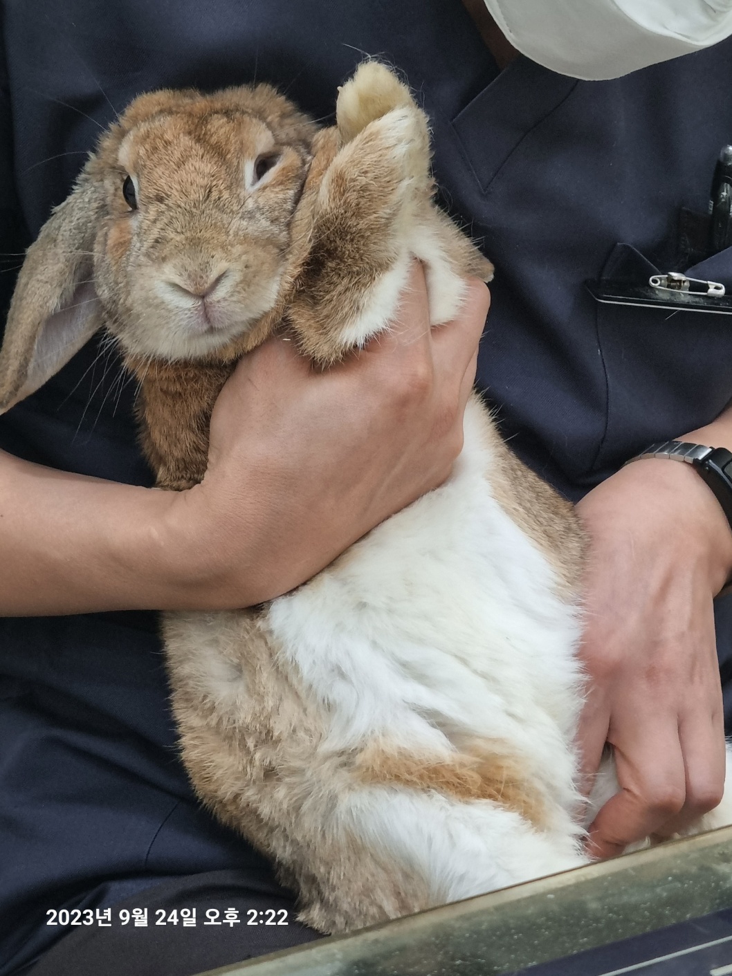 [기타축종] 토끼 서울-동대문-2023-00157 유기동물 배경 이미지 입니다.