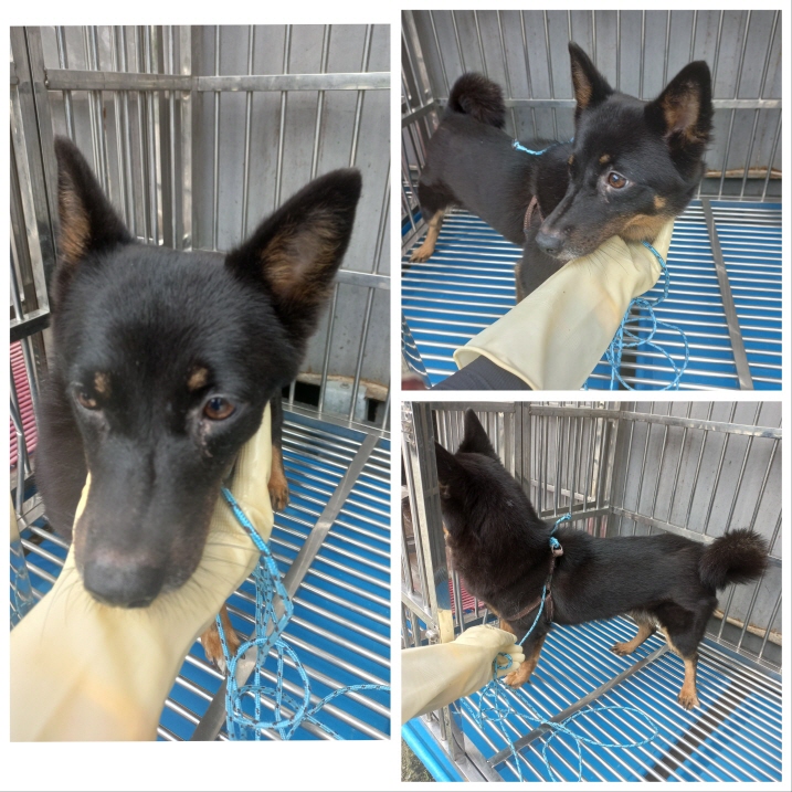 당진시동물보호소_444568202301120