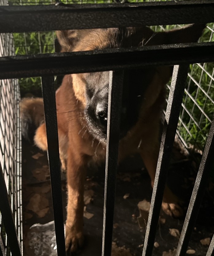 울산유기동물보호센터_431373202301045
