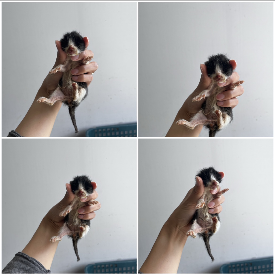 천안시유기동물보호소_444449202302090