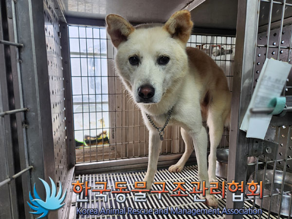 종료(반환) 믹스견…