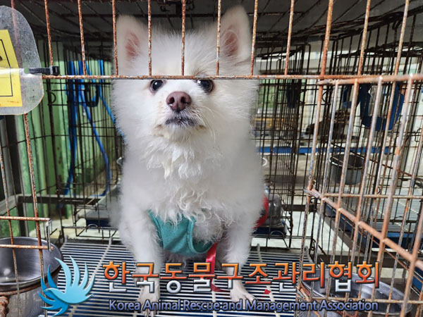 한국동물구조관리협회_411318202300393
