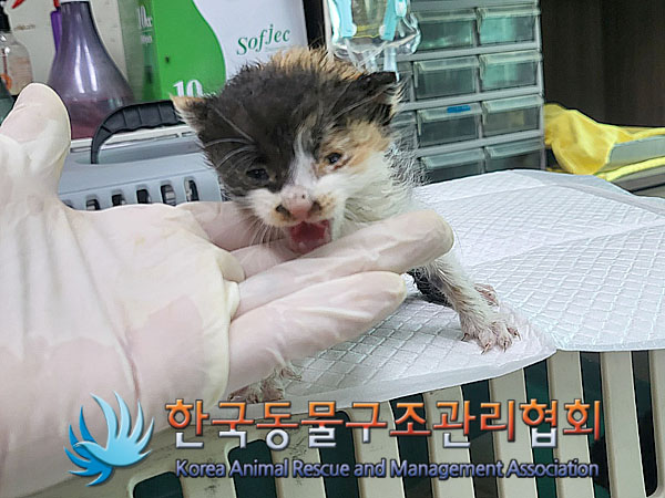 한국동물구조관리협회_411316202300666