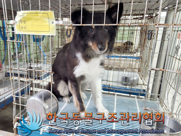 종료(반환) 셔틀랜…