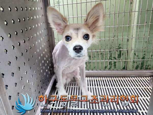 한국동물구조관리협회_411322202300640