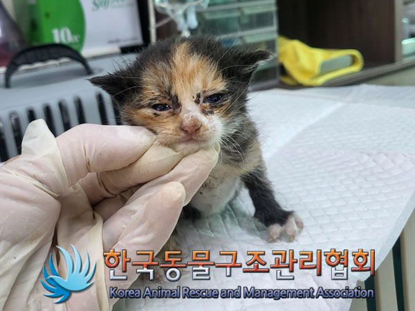 한국동물구조관리협회_411316202300665