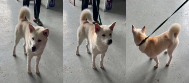부산동물보호센터_426332202300509