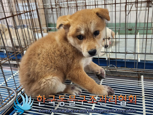종료(안락사) 믹스…