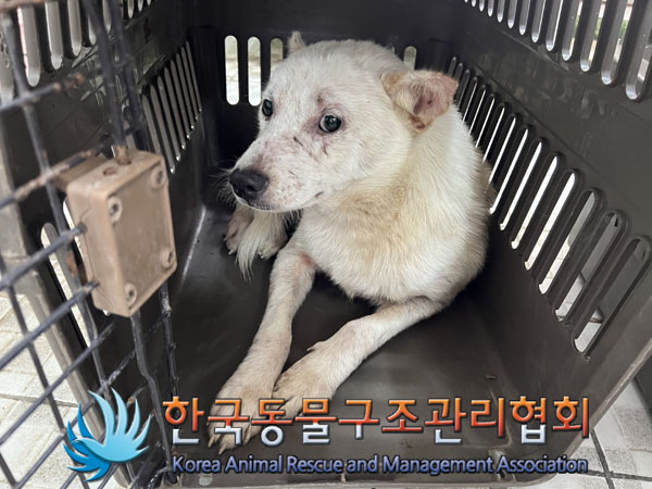 한국동물구조관리협회_441560202301284