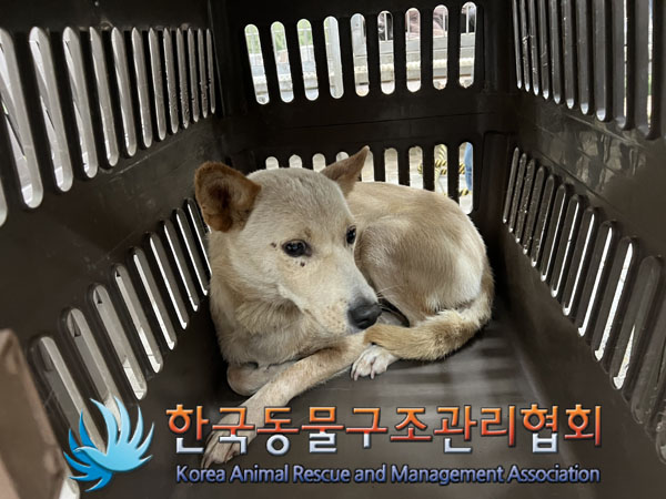 종료(안락사) 믹스…