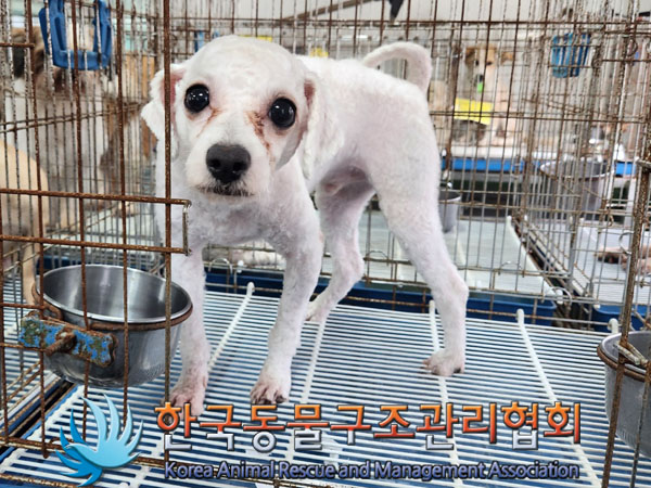 종료(반환) 비숑 …