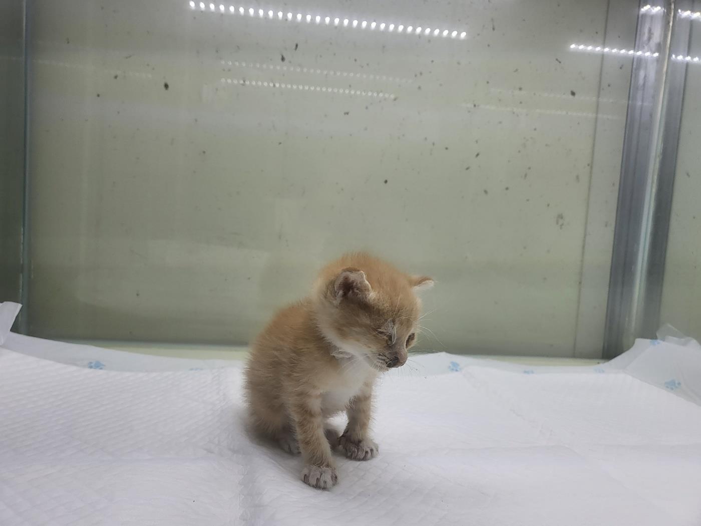 보호중 한국 고양이…