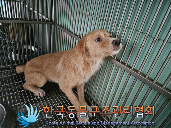 한국동물구조관리협회_441414202300732