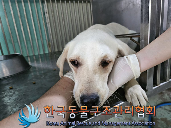 종료(안락사) 믹스…