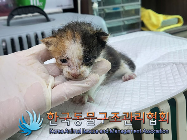 한국동물구조관리협회_411316202300667