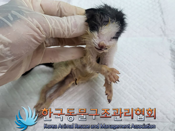 한국동물구조관리협회_441560202301280