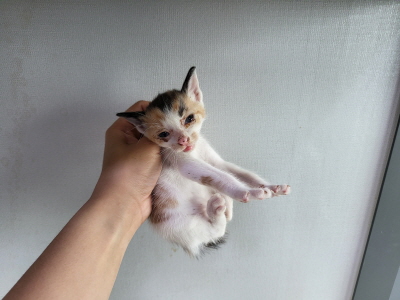 누리동물병원_426333202300771