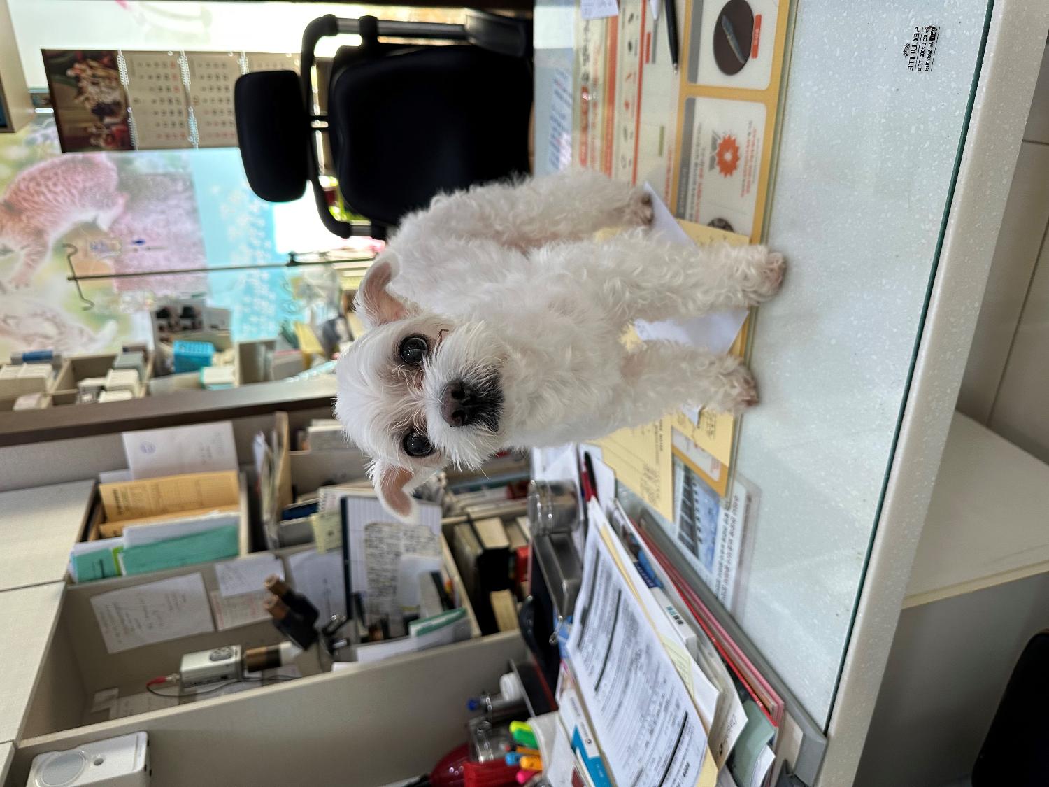 열린동물병원_411302202300561
