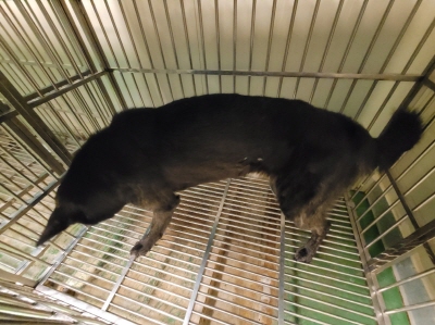 누리동물병원_426333202300765