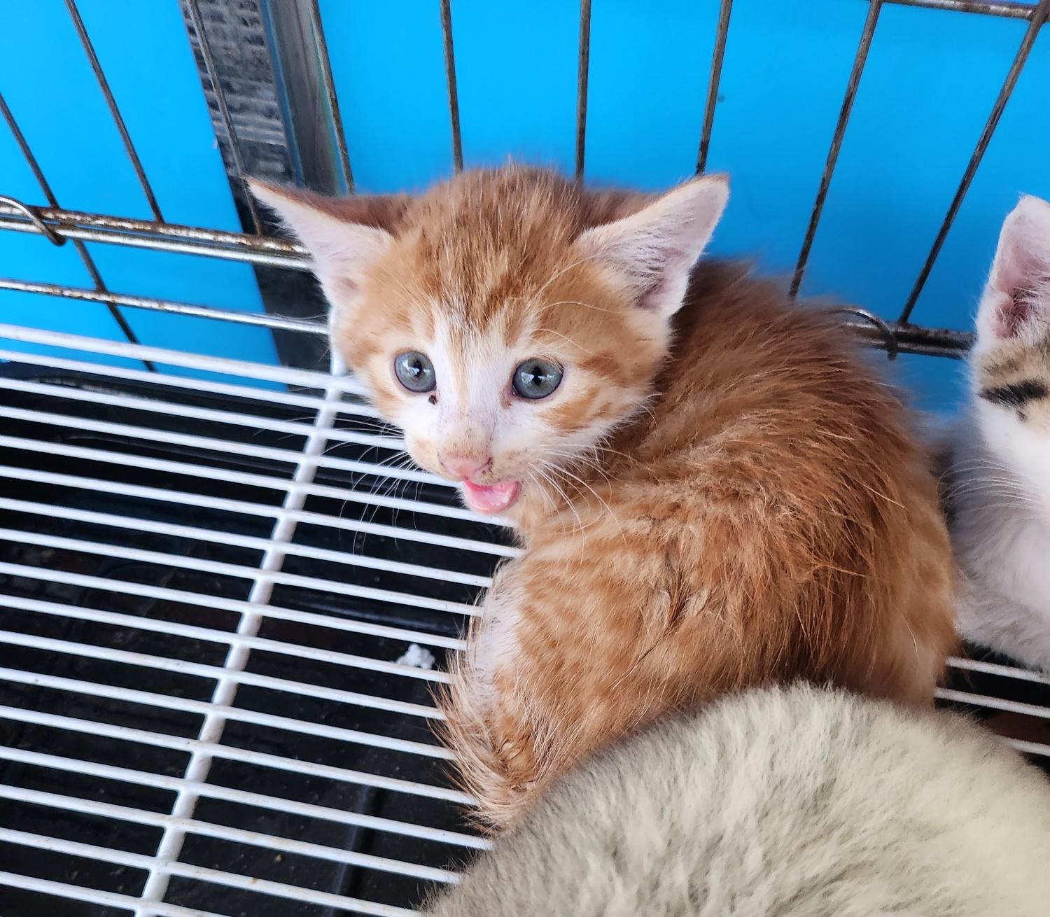 [고양이] 한국 고양이 경북-문경-2023-00310 유기동물 배경 이미지 입니다.
