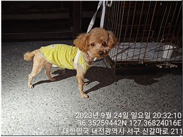 종료(반환) 푸들의…