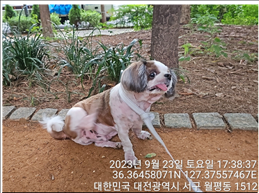 대전동물보호센터_430366202300541
