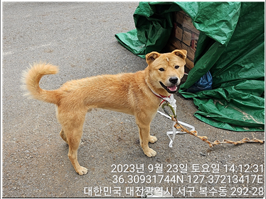 종료(반환) 진도견…