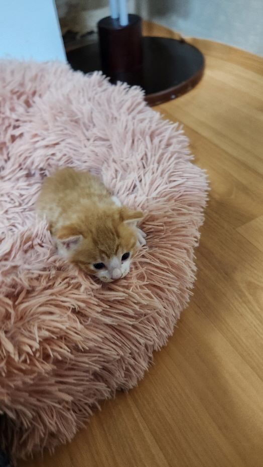 익산유기동물보호소_445468202301875