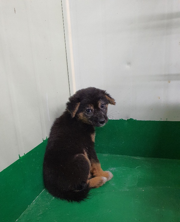 공주시 동물보호소_444450202300506