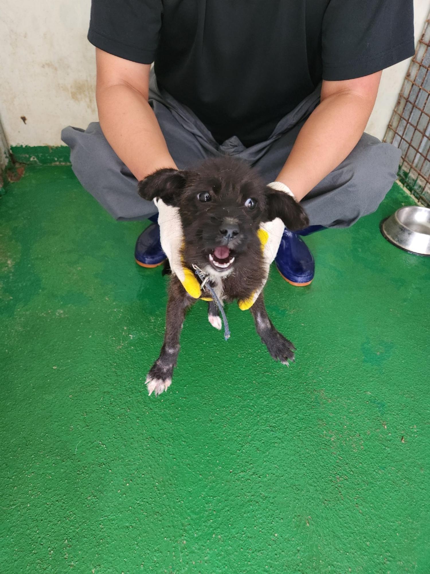 예천군유기동물보호소_447523202300449