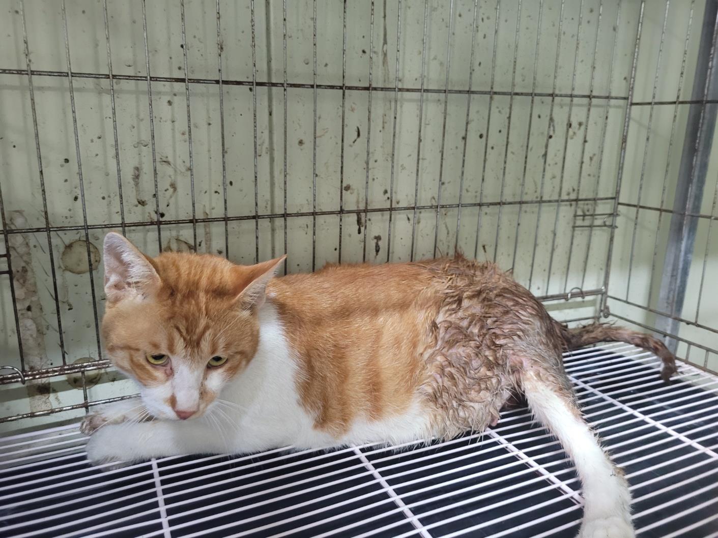 보호중 한국 고양이…
