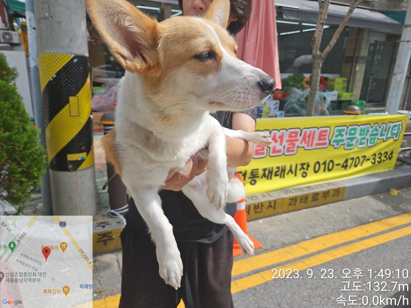 종료(입양) 웰시 …