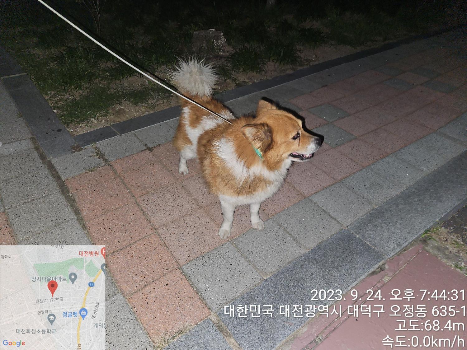 대전동물보호센터_430368202300436