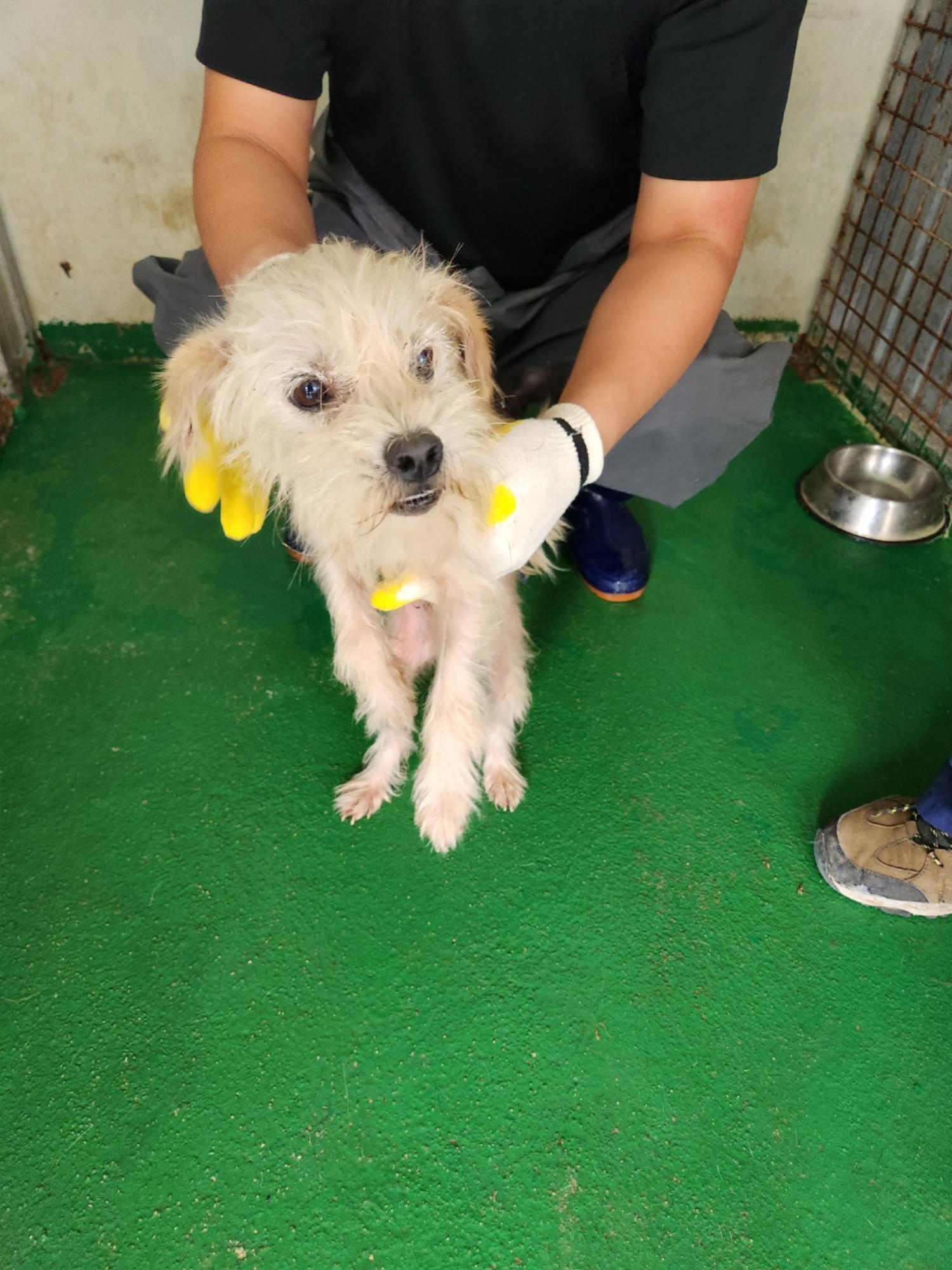 예천군유기동물보호소_447523202300448