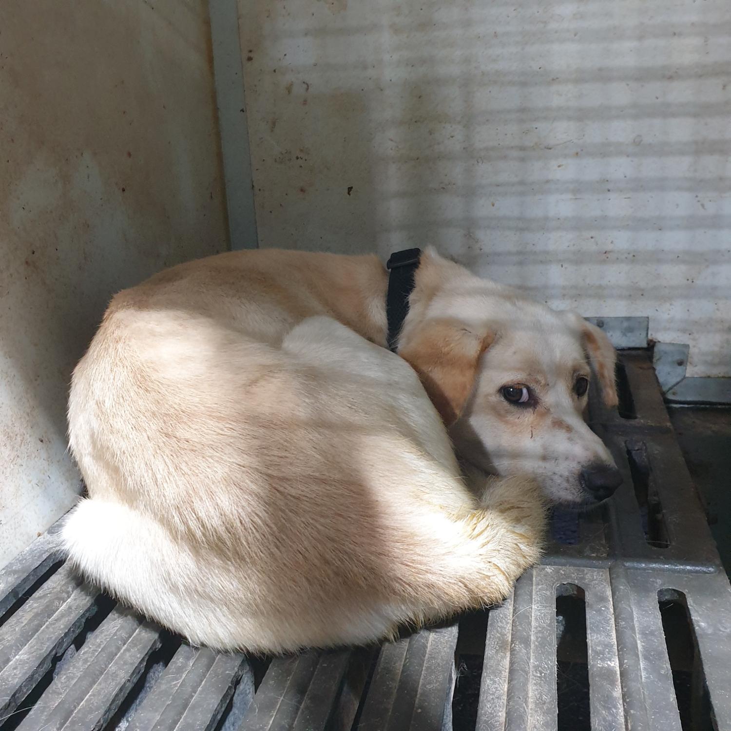 남양동물보호센터_441553202302687