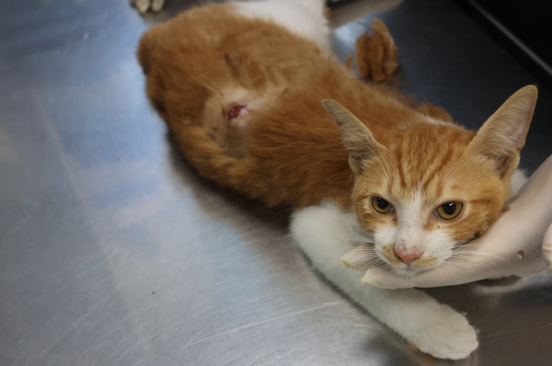 제주 동물보호센터_450650202303358