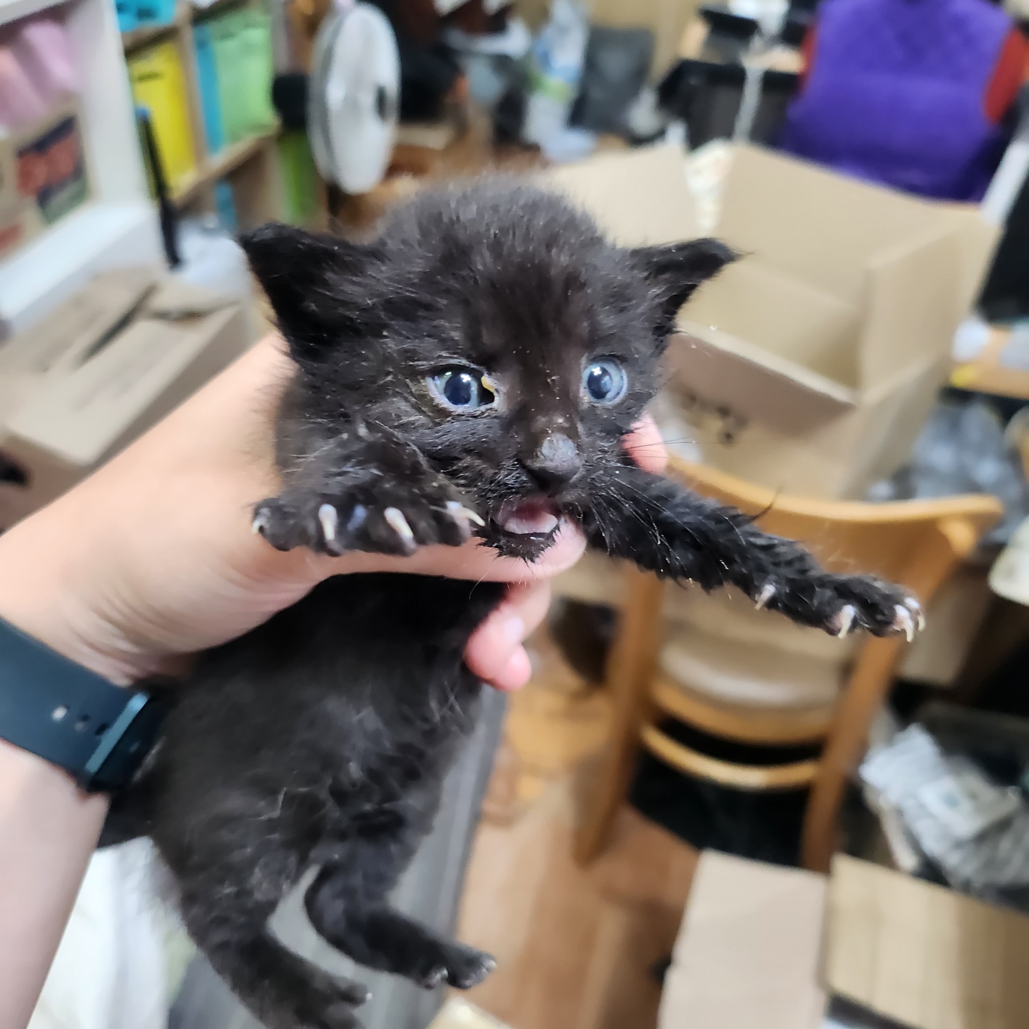 보호중 한국 고양이…